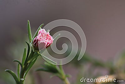 Pink little flower on microphotography gray background Stock Photo