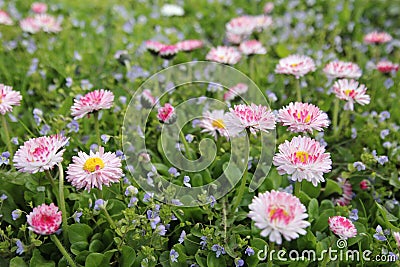 Pink little flowers - daisy Stock Photo