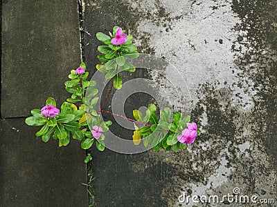 Pink little flowers growing through concrete floor Stock Photo