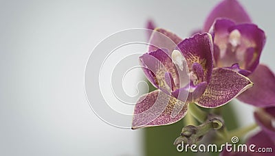 Little Lady flower close makes a good web banner Stock Photo