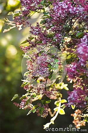 Pink little syringa flowers Stock Photo