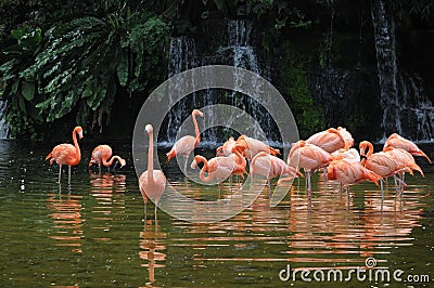 Pink long legs flamingo birds in a pond Stock Photo