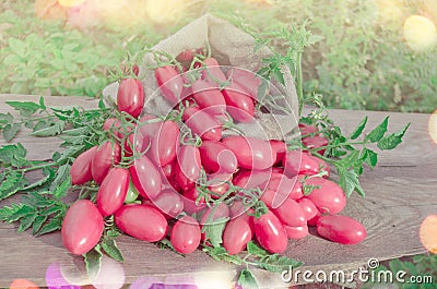Pink long tomatoes in canvas bag. Fresh long tomato on a wooden table. Stock Photo