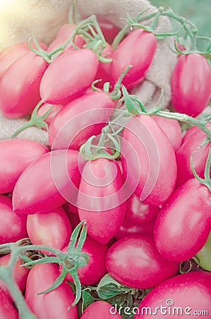 Pink long tomatoes. Fresh long tomato. Stock Photo