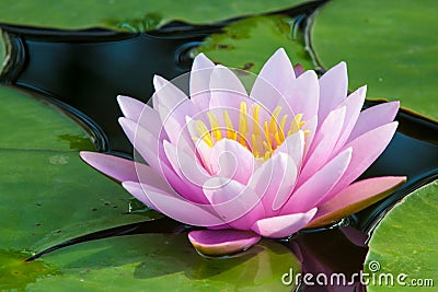 Pink lotus Stock Photo