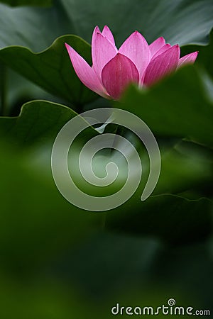 Pink lotus Stock Photo