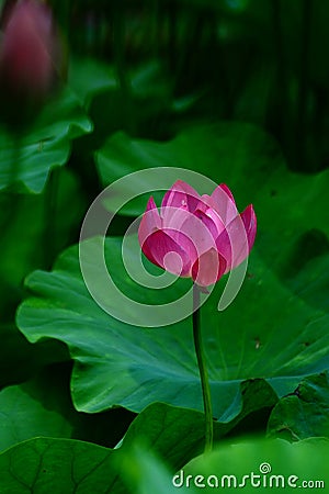 Pink lotus Stock Photo