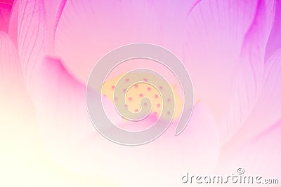 Pink lotus background Stock Photo