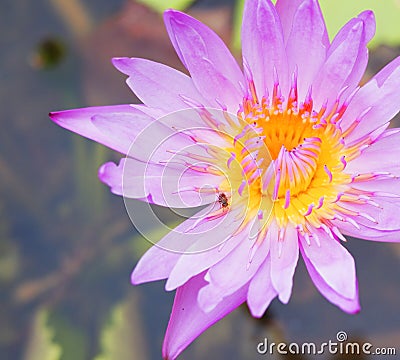 Pink lotus blooming with insect on top Stock Photo