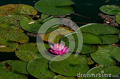 Lotus blossom next to lieing tree Stock Photo