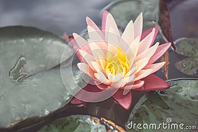Pink lotus among the pond. Exotic tropical flower on a light green background. Water lily. Foliage. Stock Photo