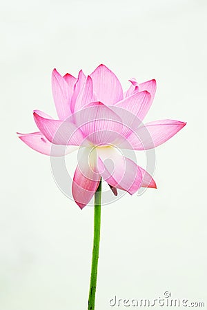 Pink Lotus flower Stock Photo