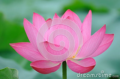 Pink Lotus flower Stock Photo