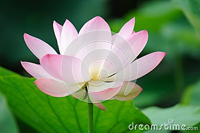 Pink Lotus flower Stock Photo