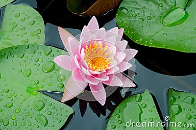 Pink lotus flower Stock Photo