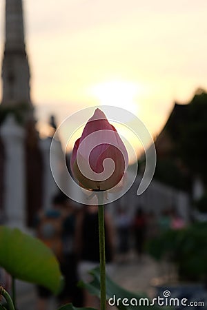 Pink lotus flower bud in the evening. Blur background Stock Photo
