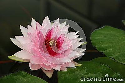Pink lotus flower Stock Photo