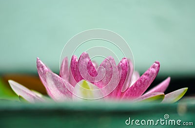 Pink lotus flower contrast with green background Stock Photo