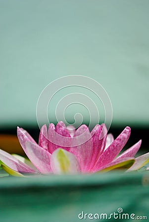 Pink lotus flower contrast with green background Stock Photo