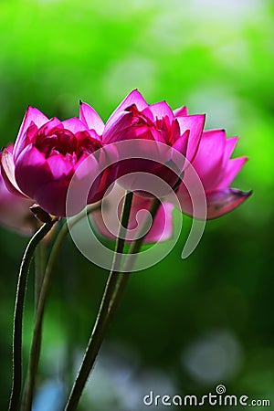 Pink lotus flowers in the garden Stock Photo