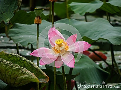 pink lotus flower in the lake Stock Photo