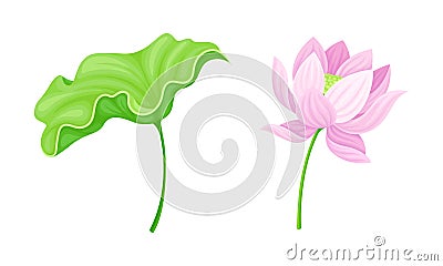 Pink lotus flower and leaf set. Beautiful plant, symbol of oriental practices, yoga, wellness industry, ayurveda Vector Illustration