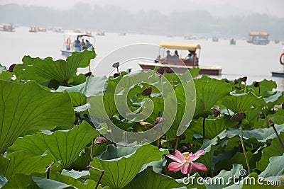 Pink lotus flower, leaves in foreground; boats on misty lake Stock Photo