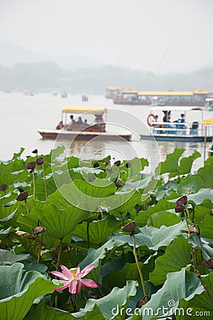 Pink lotus flower, leaves in foreground; boats on misty lake Stock Photo