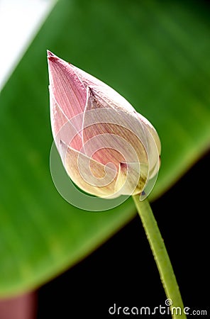 Pink Lotus flower Stock Photo