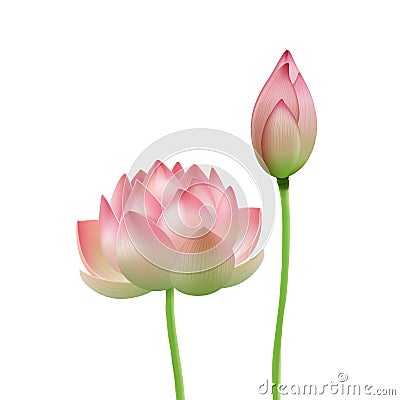 Pink Lotus flower Vector Illustration