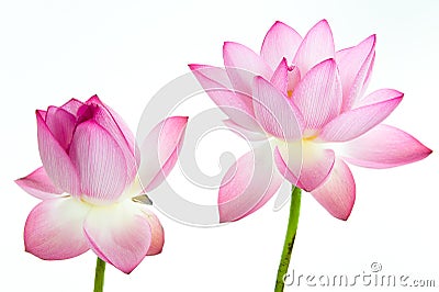 Pink lotus flower and white background. Stock Photo