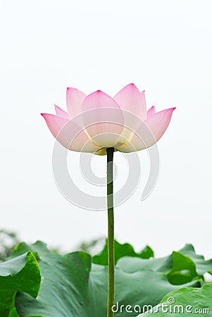 Pink lotus flower on the white background Stock Photo