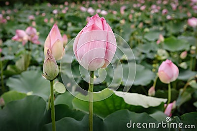 Pink Lotus Flowers Blooming in The Lake, Waterlily Flower With Beautiful Leaves Pattern.Tropical Botany Flower Plant Blossoming in Stock Photo