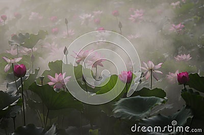 Pink lotus flowers in fog Stock Photo