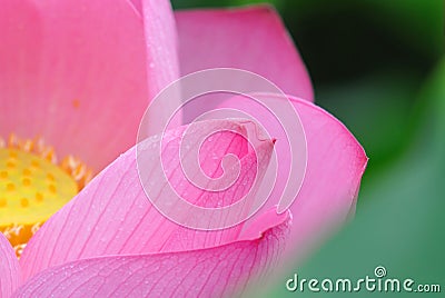 Pink lotus flowers Stock Photo