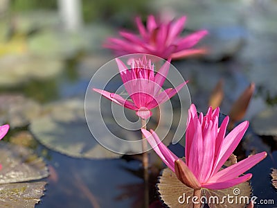 Pink lotus flowers are used to offer monks. Or used to decorate in a vase Stock Photo