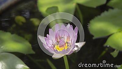 Pink lotus and green leaf lotus in the river Stock Photo