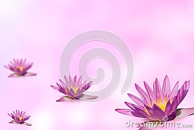 Pink lotus group on expandable blur background Stock Photo