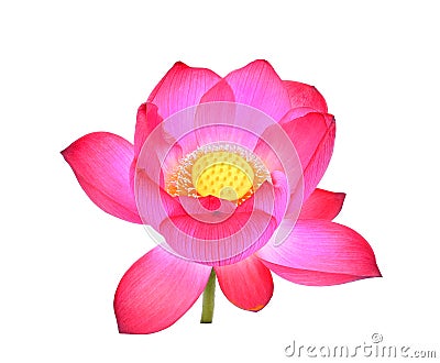 Pink lotus petal flower isolated on white Stock Photo