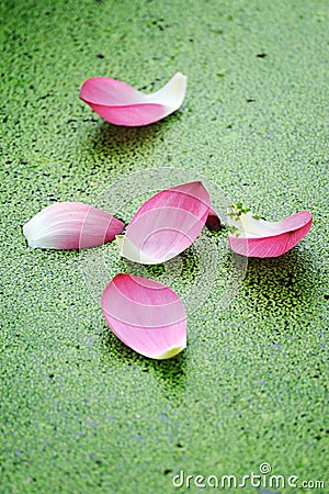 Pink Lotus petals Stock Photo