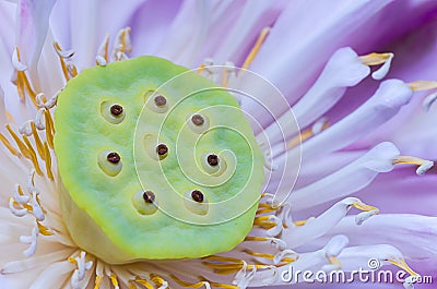 The pink lotus pistil Stock Photo