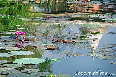 Pink lotus in a pond reflection and pagodas. Stock Photo