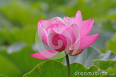 Pink Lotus in the rain Stock Photo