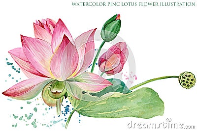 Pink lotus. watercolor botanical illustration. Cartoon Illustration