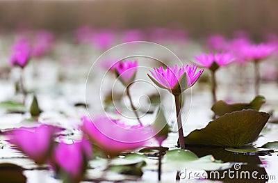 Pink lotuses blooming in marshland. Hong Kong. Stock Photo