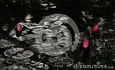 Pink lotuses flowers in the garden Stock Photo