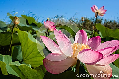 Pink lotuses in green thickets near the river Stock Photo