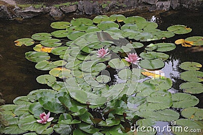 Pink lotuses in the sunlight in the Butchart Garden Stock Photo