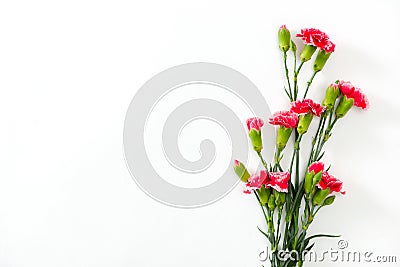 Pink lovely flowers on white background. Festive greeting card Stock Photo