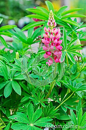 Pink Lupine flower (Lupinus polyphyllus) Stock Photo